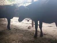 Cow, Kalmyk breed — photo 3