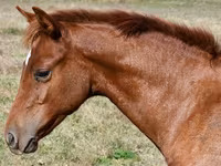 Égua, Quarter Horse — foto 2