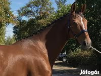 فرس, Hanoverian — الصورة 4