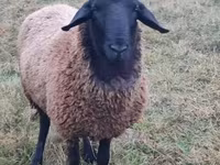 Kos, Tsigai sheep — 3. fotó