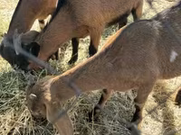 Nőstény kecske, Alpine goat — 2. fotó