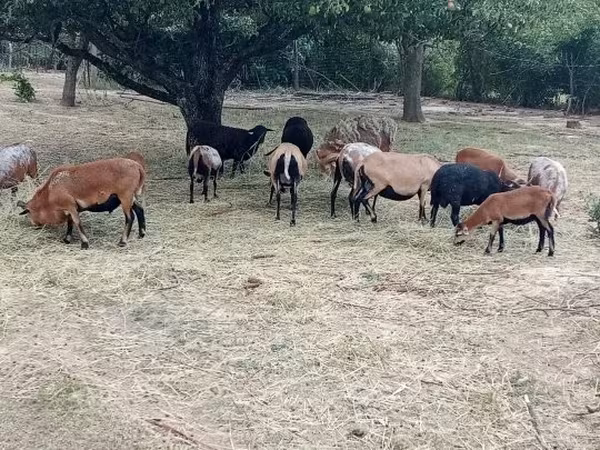 Beran, Cameroon sheep — Maďarsko