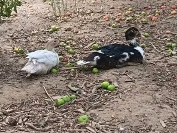 Ducks