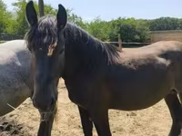 Hing, Hungarian horse breed — 2. fotó