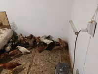 Cseh arany tarka tyúk — 4. fotó