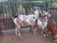 公山羊, Nubian Goat — 照片 4