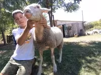 母羊, Lacaune sheep — 照片 3