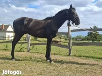 公马, Nonius horse — 照片 6