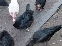 Chickens — photo 1