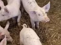 母猪, Pigs — 照片 5