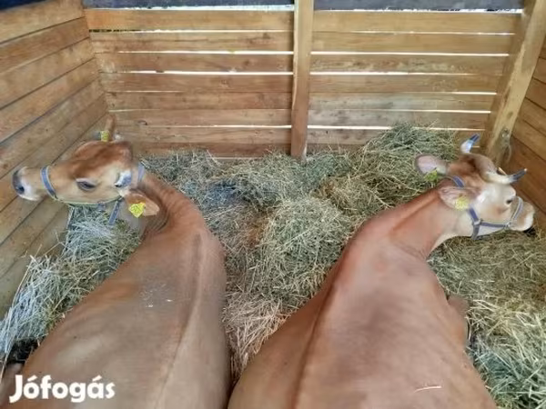 Tehén, Jersey fajta — Magyarország
