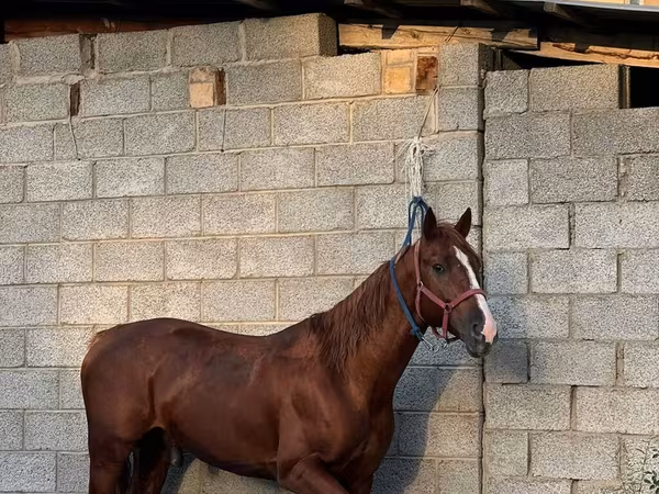 Hing, Friesian sport horse