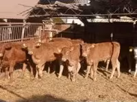 सांड, लिमोज़िन गाय — फ़ोटो 1