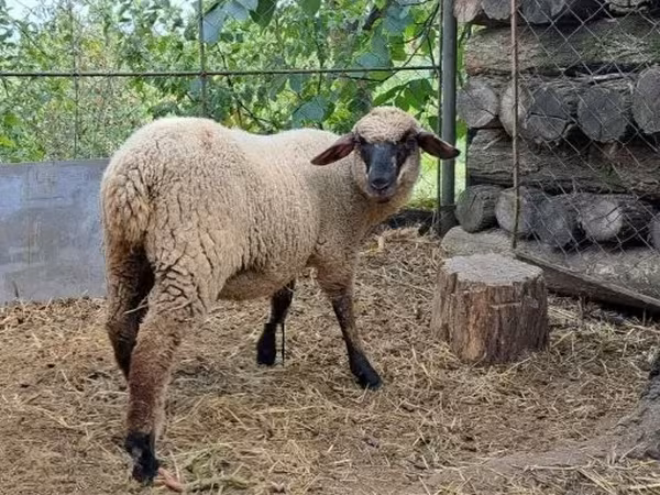 Oveja, White Suffolk sheep — Hungría