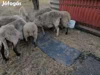 भेड़, White Suffolk sheep — फ़ोटो 3