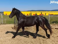 Mare, Friesian — photo 1