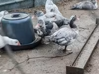Ducks — foto 1
