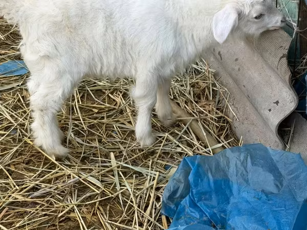 Bak, Saanen goat