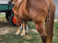 Égua, Hungarian horse breed — foto 4