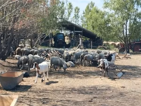Qoç, Qoyunlar
