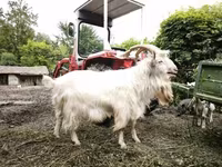 公山羊, Goats — 照片 3