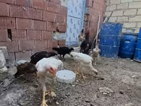 Chickens — 5. fotó