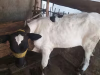 بقرة, Russian Black pied cattle — الصورة 2