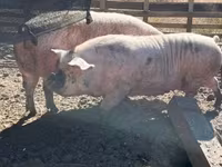Sow, Pigs — photo 2