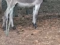 公马, Horses — 照片 2