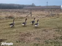 Geese — Foto 1