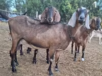 母山羊, Nubian Goat — 照片 1