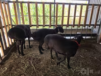 Bélier, Hissar sheep — photo 7