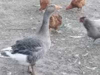 Geese — 照片 1