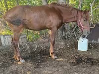 Koń, Kazakh horse — zdjęcie 2