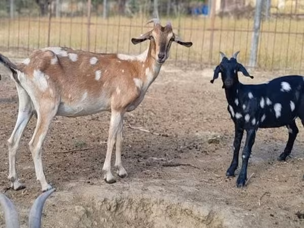母山羊, Nubian Goat