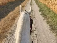 Caballo, Caballos — foto 6