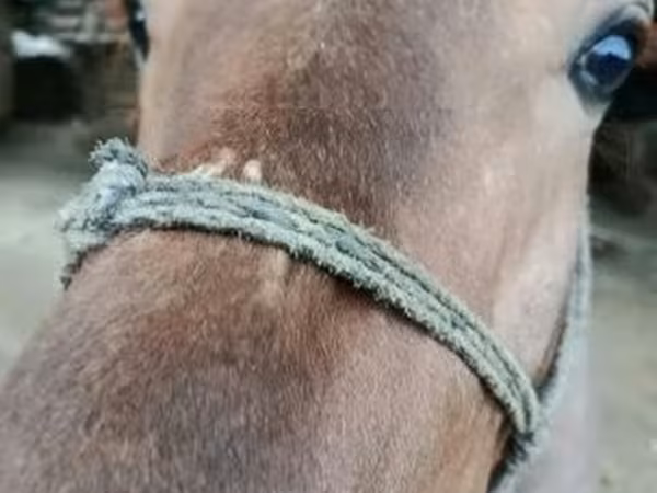 Cavalo, Cavalos