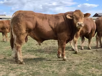 Bull, Limousin cow — photo 3
