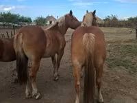 母马, Horses — 照片 2