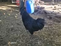 Ayam Cemani — 2. fotó