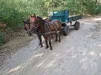 公马, Horses — 照片 5