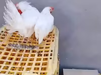 Chickens — zdjęcie 2