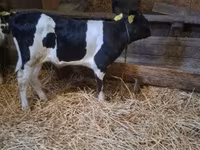 Byk, Russian Black pied cattle — zdjęcie 2