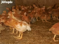 Chickens — photo 2