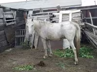 Mare, Horses — photo 2