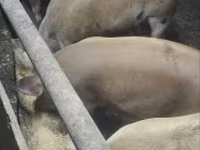 母猪, Pigs — 照片 3