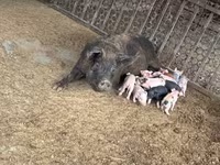 母猪, Pigs — 照片 3