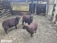 Schaf, Southdown sheep — Foto 2