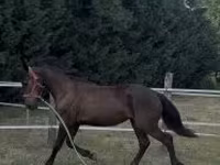 Mare, Horses — photo 4