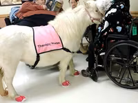 Mare, Miniature horse — photo 6